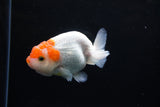 Juvenile Lionchu  Red White 3.5 Inch (ID#1213R11b-8) Free2Day SHIPPING