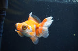 Butterfly  Red White 3.5 Inch (ID#404B8b-39) Free2Day SHIPPING