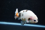 Milk Cow Ranchu  Calico 4.5 Inch (ID#1015R10c-63) Free2Day SHIPPING