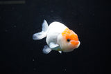 Juvenile Lionchu  Red White 3.5 Inch (ID#1213R11b-8) Free2Day SHIPPING