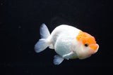 Juvenile Lionchu  Red White 3.5 Inch (ID#1213R11b-8) Free2Day SHIPPING