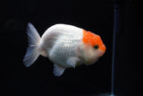 Juvenile Lionchu  Red White 3.5 Inch (ID#1213R11b-8) Free2Day SHIPPING