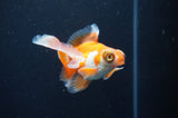 Butterfly  Red White 3.5 Inch (ID#404B8b-39) Free2Day SHIPPING