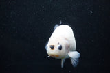 Milk Cow Ranchu  Calico 4.5 Inch (ID#1015R10c-63) Free2Day SHIPPING