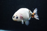 Milk Cow Ranchu  Calico 4.5 Inch (ID#1015R10c-63) Free2Day SHIPPING