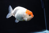 Juvenile Lionchu  Red White 3.5 Inch (ID#1213R11b-8) Free2Day SHIPPING