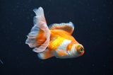 Butterfly  Red White 3.5 Inch (ID#404B8b-39) Free2Day SHIPPING