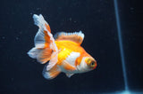 Butterfly  Red White 3.5 Inch (ID#404B8b-39) Free2Day SHIPPING
