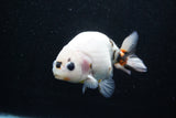 Milk Cow Ranchu  Calico 4.5 Inch (ID#1015R10c-63) Free2Day SHIPPING