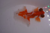 Butterfly  Red White 3.5 Inch (ID#404B8b-39) Free2Day SHIPPING