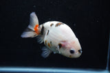 Milk Cow Ranchu  Calico 4.5 Inch (ID#1015R10c-63) Free2Day SHIPPING