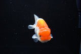 Juvenile Lionchu  Red White 3.5 Inch (ID#1213R11b-9) Free2Day SHIPPING