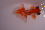 Butterfly  Red White 3.5 Inch (ID#404B8b-39) Free2Day SHIPPING