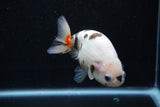 Milk Cow Ranchu  Calico 4.5 Inch (ID#1015R10c-63) Free2Day SHIPPING