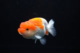 Juvenile Lionchu  Red White 3.5 Inch (ID#1213R11b-9) Free2Day SHIPPING