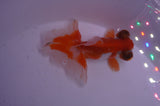 Butterfly  Red White 3.5 Inch (ID#404B8b-39) Free2Day SHIPPING