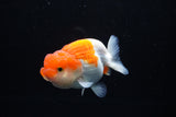 Juvenile Lionchu  Red White 3.5 Inch (ID#1213R11b-9) Free2Day SHIPPING