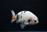 Milk Cow Ranchu  Calico 4.5 Inch (ID#1015R10c-63) Free2Day SHIPPING