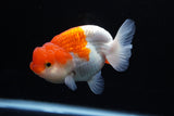 Juvenile Lionchu  Red White 3.5 Inch (ID#1213R11b-9) Free2Day SHIPPING