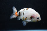 Milk Cow Ranchu  Calico 4.5 Inch (ID#1015R10c-63) Free2Day SHIPPING