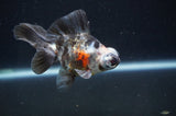 Butterfly  Calico 3.5 Inch (ID#408B8b-32) Free2Day SHIPPING