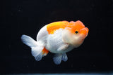 Juvenile Lionchu  Red White 3.5 Inch (ID#1213R11b-9) Free2Day SHIPPING