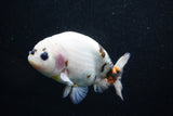 Milk Cow Ranchu  Calico 4.5 Inch (ID#1015R10c-63) Free2Day SHIPPING