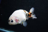 Milk Cow Ranchu  Calico 4.5 Inch (ID#1015R10c-63) Free2Day SHIPPING