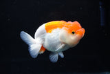 Juvenile Lionchu  Red White 3.5 Inch (ID#1213R11b-9) Free2Day SHIPPING