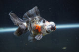 Butterfly  Calico 3.5 Inch (ID#408B8b-32) Free2Day SHIPPING