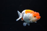 Juvenile Lionchu  Red White 3.5 Inch (ID#1213R11b-9) Free2Day SHIPPING