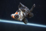 Butterfly  Calico 3.5 Inch (ID#408B8b-32) Free2Day SHIPPING