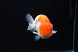 Juvenile Lionchu  Red White 3.5 Inch (ID#1213R11b-9) Free2Day SHIPPING