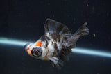 Butterfly  Calico 3.5 Inch (ID#408B8b-32) Free2Day SHIPPING