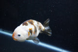 Milk Cow Ranchu  Calico 4 Inch (ID#1015R10c-64) Free2Day SHIPPING