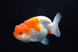 Juvenile Lionchu  Red White 3.5 Inch (ID#1213R11b-9) Free2Day SHIPPING