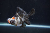 Butterfly  Calico 3.5 Inch (ID#408B8b-32) Free2Day SHIPPING