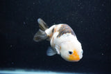 Milk Cow Ranchu  Calico 4 Inch (ID#1015R10c-64) Free2Day SHIPPING