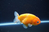 Ranchu  Sakura 4 Inch (ID#927R5c-72) Free2Day SHIPPING