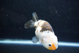 Milk Cow Ranchu  Calico 4 Inch (ID#1015R10c-64) Free2Day SHIPPING