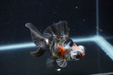 Butterfly  Calico 3.5 Inch (ID#408B8b-32) Free2Day SHIPPING