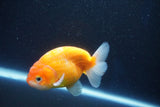 Ranchu  Sakura 4 Inch (ID#927R5c-72) Free2Day SHIPPING