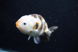 Milk Cow Ranchu  Calico 4 Inch (ID#1015R10c-64) Free2Day SHIPPING