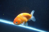 Ranchu  Sakura 4 Inch (ID#927R5c-72) Free2Day SHIPPING