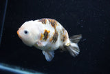 Milk Cow Ranchu  Calico 4 Inch (ID#1015R10c-64) Free2Day SHIPPING