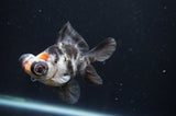 Butterfly  Calico 3.5 Inch (ID#408B8b-32) Free2Day SHIPPING