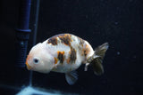 Milk Cow Ranchu  Calico 4 Inch (ID#1015R10c-64) Free2Day SHIPPING