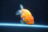 Ranchu  Sakura 4 Inch (ID#927R5c-72) Free2Day SHIPPING