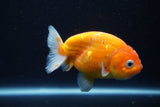 Ranchu  Sakura 4 Inch (ID#927R5c-72) Free2Day SHIPPING