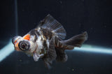 Butterfly  Calico 3.5 Inch (ID#408B8b-32) Free2Day SHIPPING